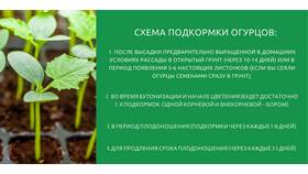 Как сформировать огурцы в теплице: пошаговая инструкция в Детки