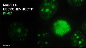 Процент Ki67: что означает этот показатель в Детки